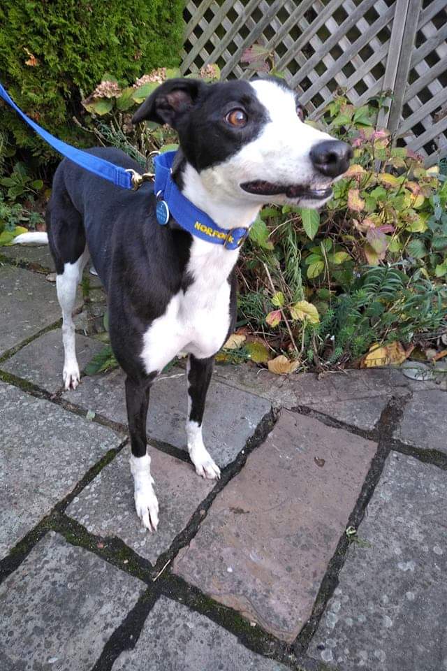 norfgreyhound's tweet photo. Poor Reba is looking for her forever home again through no fault of her own π she is a total beaut and would love a garden and dog sibling π if you could offer Reba a home, please get in touch! https://t.co/BDt39Qv50C