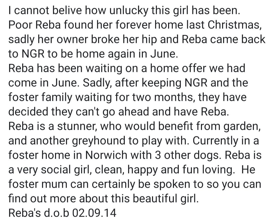 norfgreyhound's tweet photo. Poor Reba is looking for her forever home again through no fault of her own π she is a total beaut and would love a garden and dog sibling π if you could offer Reba a home, please get in touch! https://t.co/BDt39Qv50C