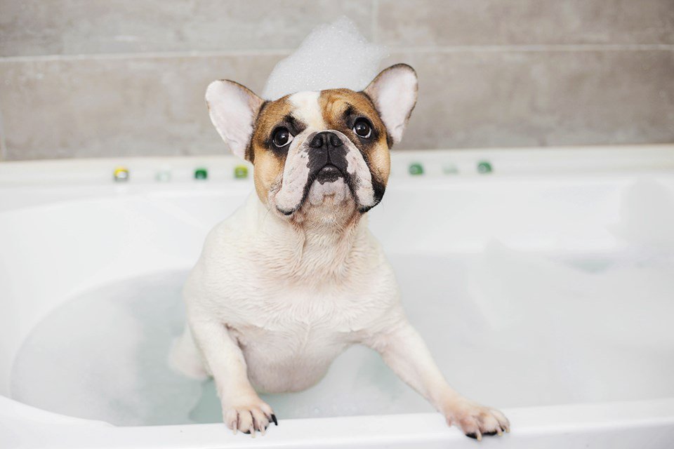 The Monarch pet spa will allow residents to treat their furry friends like the kings and queens they are 🐶