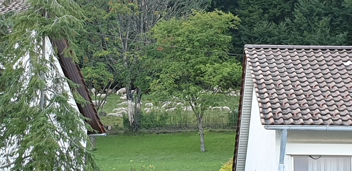 teachJuh's tweet photo. Und die Schafe weiden weiterhin direkt neben den Anwohnern. 
Wie werden die Schwangeren und immungeschwächten Menschen geschützt? 
 #qfieber #Albstadt #Krankheit https://t.co/yOhGo0DI7k