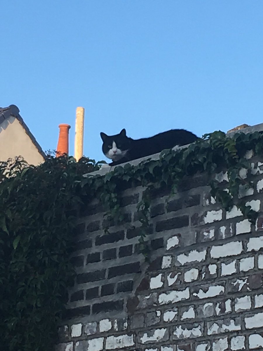 adsomnia's tweet photo. Billie/Billy vertrouwt me nog niet, maar is wel nieuwsgierig: kwam vanmiddag tot op 2m van de deur en houdt me nu in de gaten terwijl ik zit te lezen #deMuide #Gent #verhuizen https://t.co/DWsOeSd9SQ