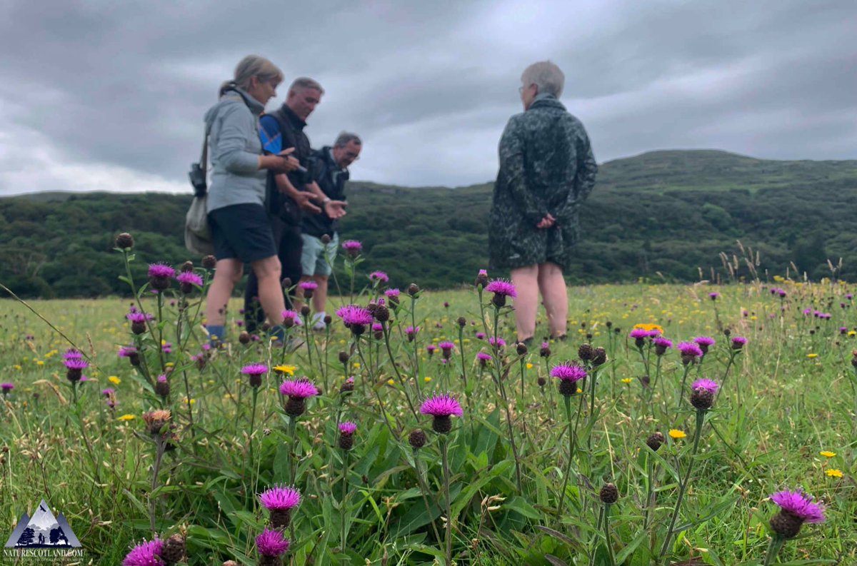 THE ISLE OF MULL WILDLIFE EXPERIENCE with <a href="/IoloWilliams2/">Iolo Williams</a> 

We spent a couple of hours admiring the machair at <a href="/CalgaryBayMull/">FriendsofCalgaryBay</a> Birds, bugs, bees, butterflies and biodiversity! #mull #isleofmull <a href="/Love_plants/">Plantlife</a> <a href="/PlantlifeScot/">Plantlife Scotland</a> 

naturescotland.com