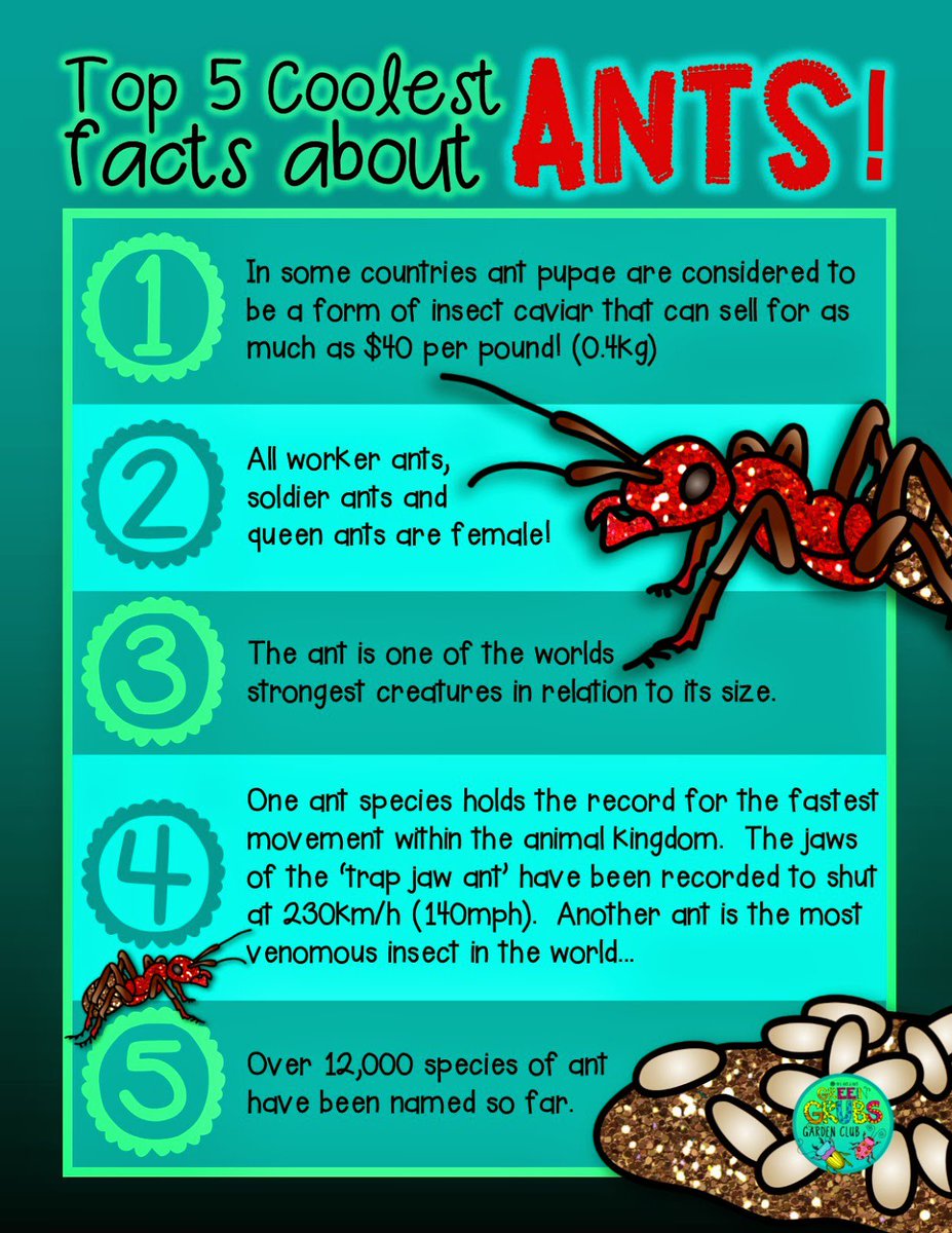 I’m sure people would have a lot more respect for ants if they knew a few of these weird facts about these tiny little creatures.

tinyurl.com/y5e6sf6f