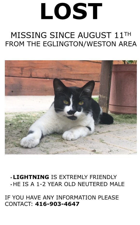 Our neighbours on Hollis have lost their kitten. Keep an eye out!