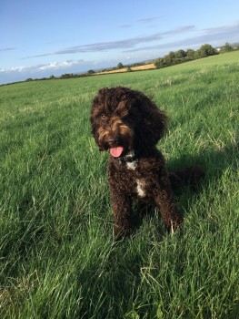 millypod1's tweet photo. COCO IS HOME SAFE. THANKS FOR RT's πππΎπΎ
07 Aug 2019. COCO #STILLMISSING #Lost #ScanMe
LEAD ATTACHED
YOUNG Chocolate Brown Cockerpoo Female
#CoalpitHeath South #Gloucestershire #BS36
https://t.co/OCbPPxFsnO⦠https://t.co/NEKbLKirFo