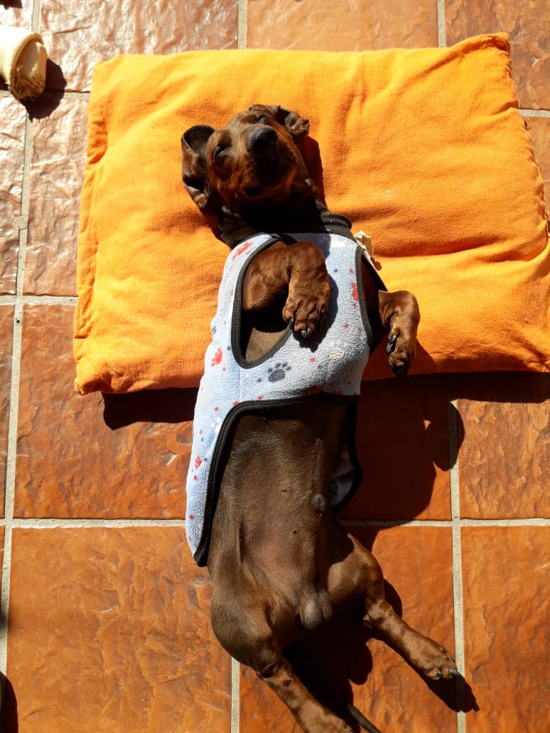 piturhcp's tweet photo. Exijo ser Felipe en este momento. Siesta al soooool. #Dog #dogs #perro #dogsoftwitter #siesta #Sol https://t.co/v8IrOLKwks