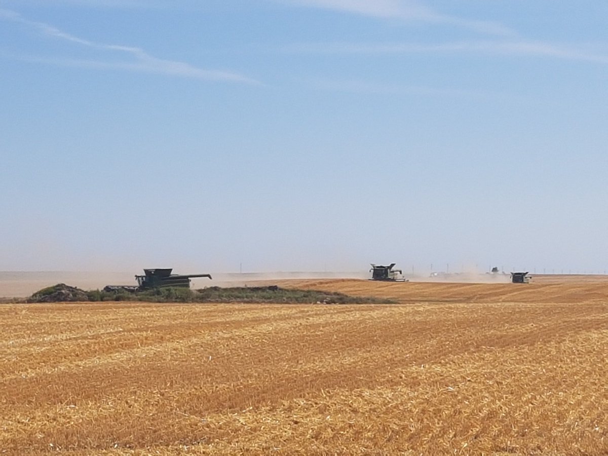 Doesn't get any better then this. Gorgeous harvest weather down here in SW MB, all hands on deck <a href="/DecisiveFarming/">Decisive Farming by TELUS Agriculture</a>