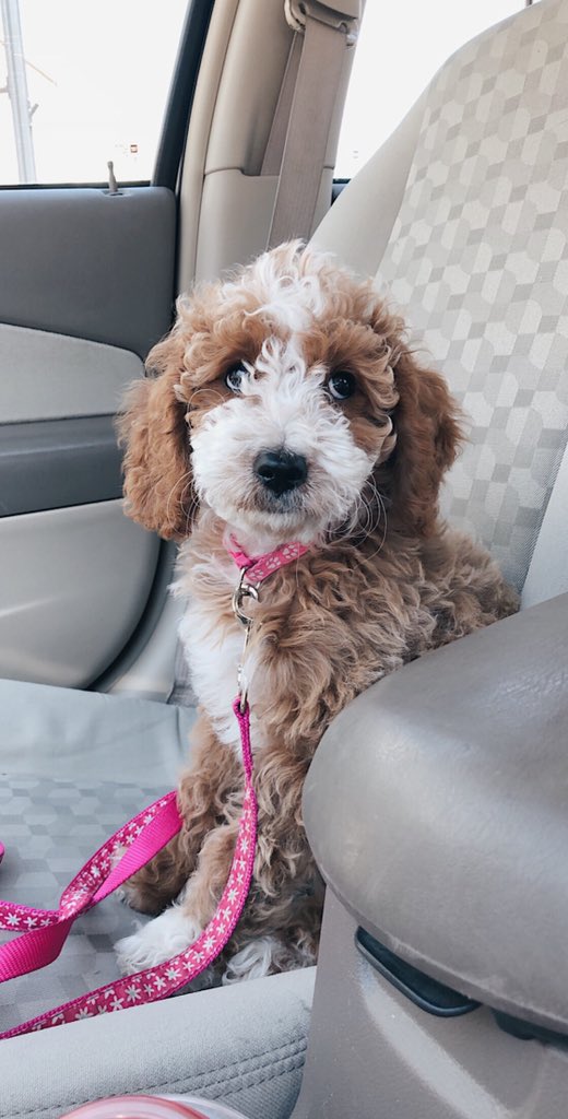 keighlyrae's tweet photo. Just putting these out there for anyone that needs a cute golden-doodle on their timeline 💗 https://t.co/enpaHOIpKf