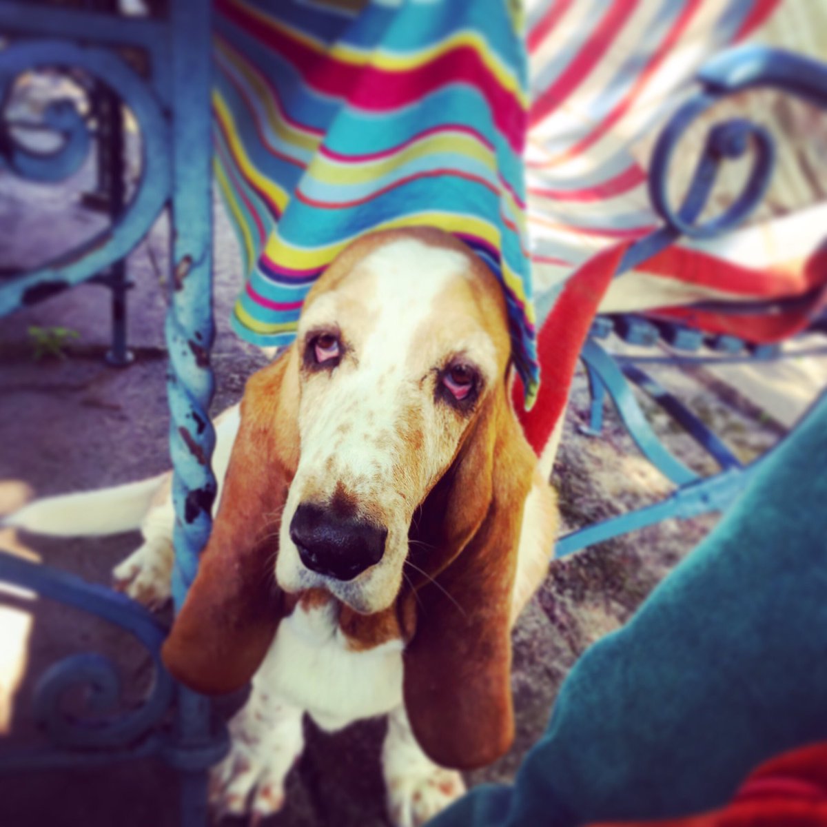 damewilma's tweet photo. Ich wäre dann jetzt soweit für den mir zustehenden Nachmittagslecker!

#bassetismus https://t.co/ZHO04Ifep9
