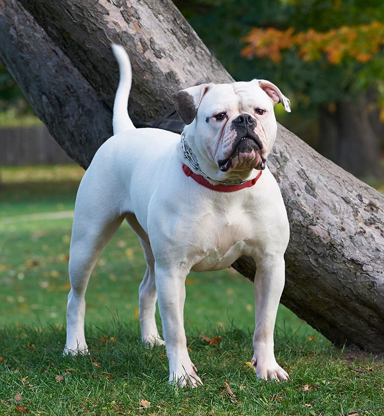 Hoobly washington bulldog