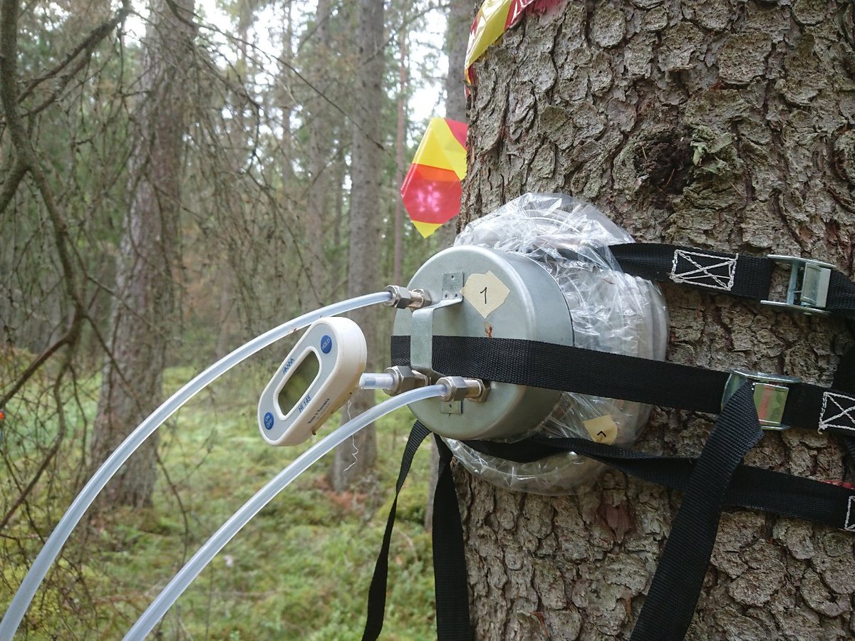 ICOS_Norunda's tweet photo. Part 4: @ericajaakkola doing BVOC measurements on #barkbeetle affected trees @ICOS_Norunda. https://t.co/4DSSKfW5H6