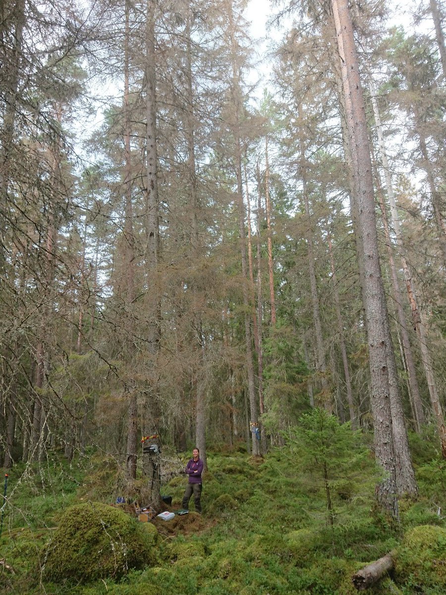 ICOS_Norunda's tweet photo. Part 4: @ericajaakkola doing BVOC measurements on #barkbeetle affected trees @ICOS_Norunda. https://t.co/4DSSKfW5H6