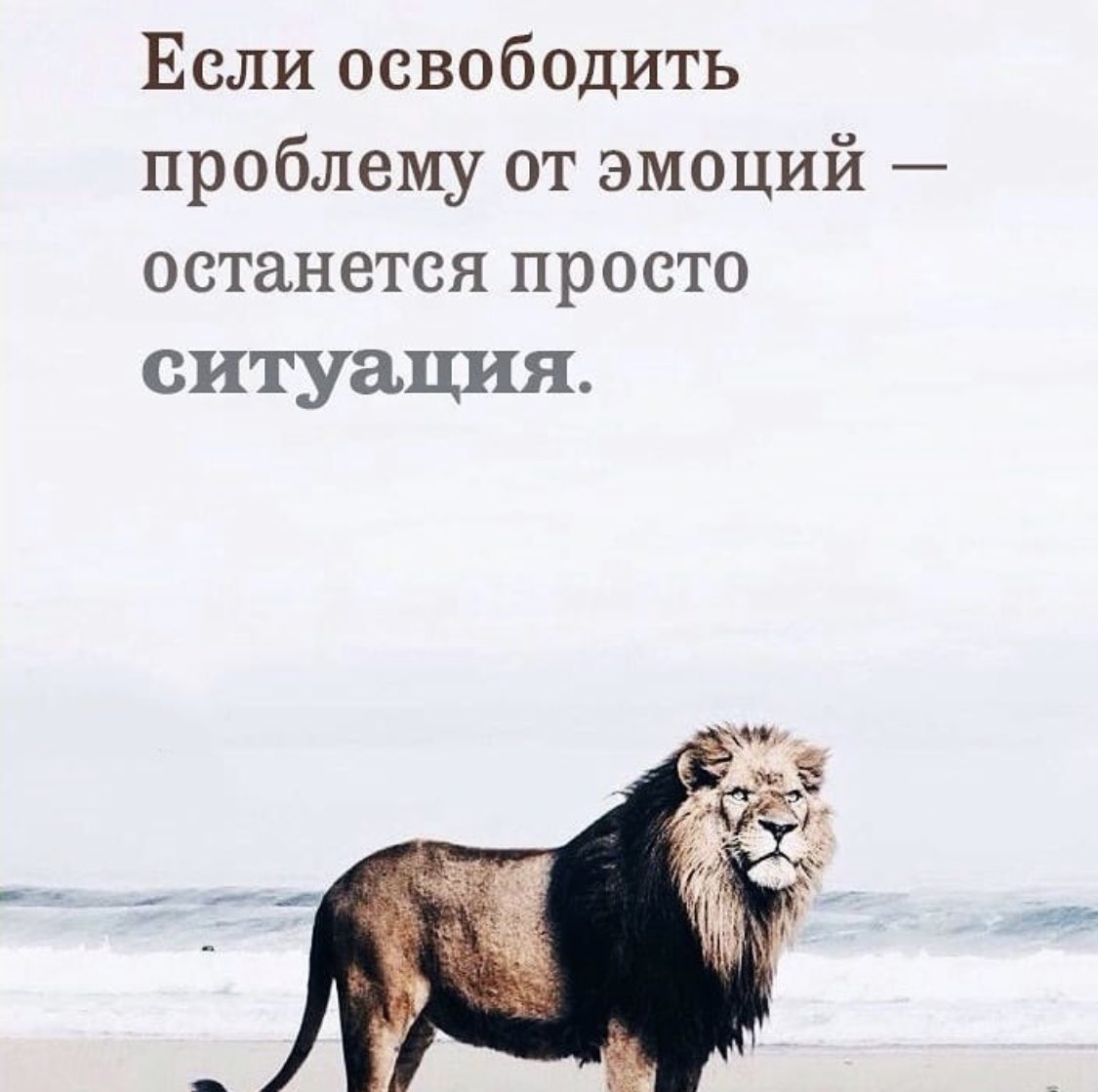 Картинка Лев на пляже