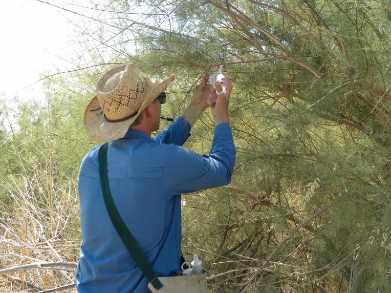 usfs_rmrs's tweet photo. #DYK saltceder refers to a complex of exotic invasive shrubs and trees? @usfs_rmrs Sharlene Sing and others look at ways to improve biological control of #SaltCedar in the Northern Rockies using behavioral manipulation of the Northern tamarisk beetle: https://t.co/JByPyYqM0t https://t.co/xD6Ok0rxLc