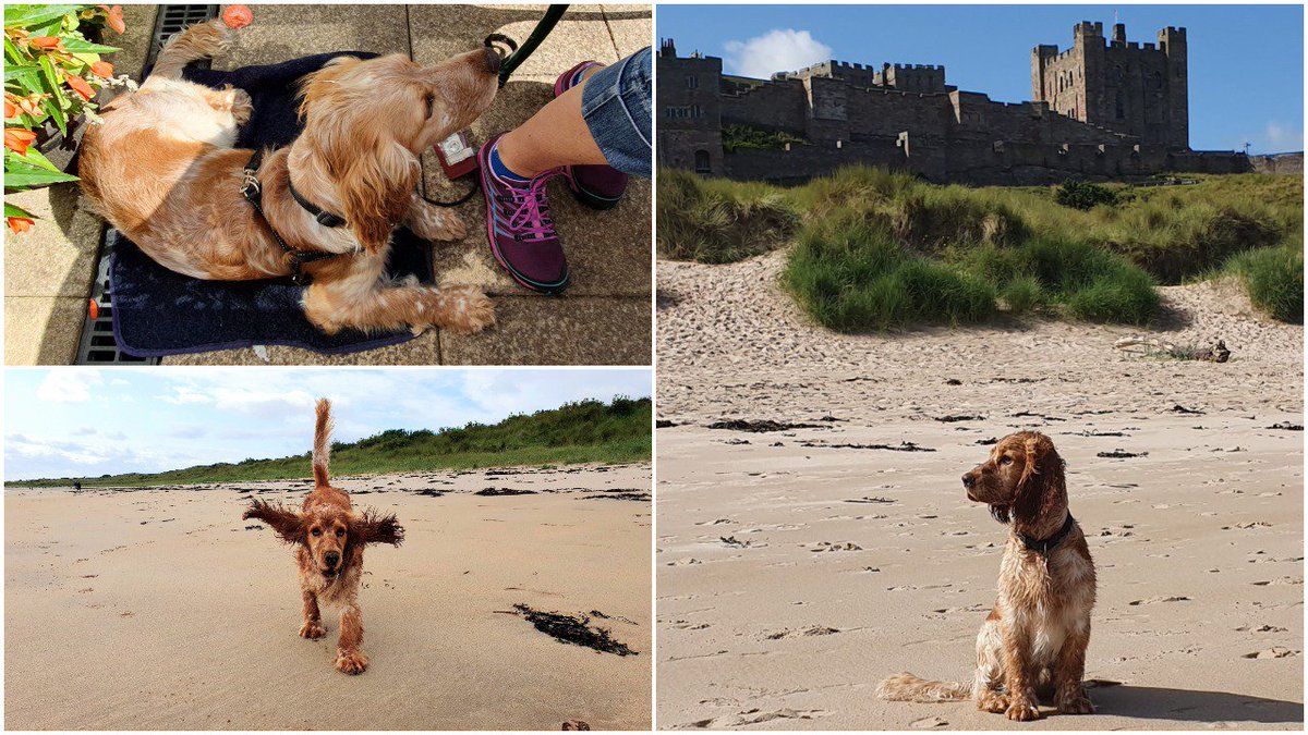HearingDogs's tweet photo. Cafe settles and castles... 😃

Oshi's having a fab time on his holiday in Northumberland, and is taking all the experiences in his stride 🐶 https://t.co/qgkKpFUSw0