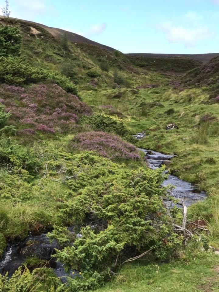 AlisonTaylorBro's tweet photo. The heather is blooming. https://t.co/Eyy5p53cVS
