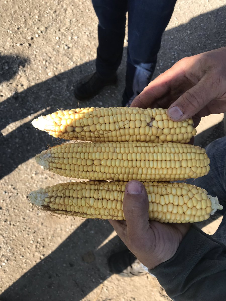 Watonwan Co., MN - Pod counts are super low at 686.4 by 3 x 3 area. Corn has lodging and other problems, yield at 177.97 bushels per acre. #pftour19
