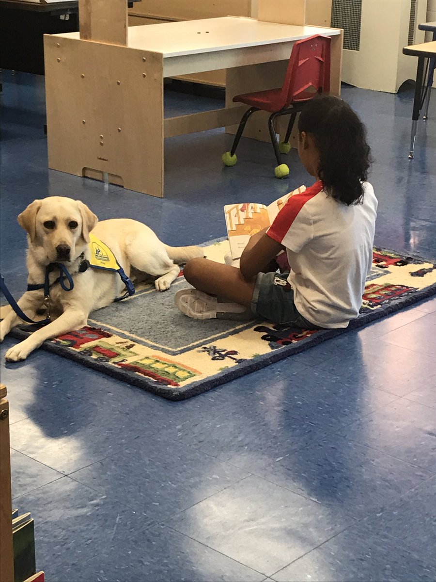 teachnbeach1's tweet image. To showcase our reading skills on the last day of Brain Camp we read to a companion dog! #weeread #weepet @FAmato53 @AnnaRudowsky @McginleyIsabel @WeehawkenTSD @EricCrespo23 @KLLieblich