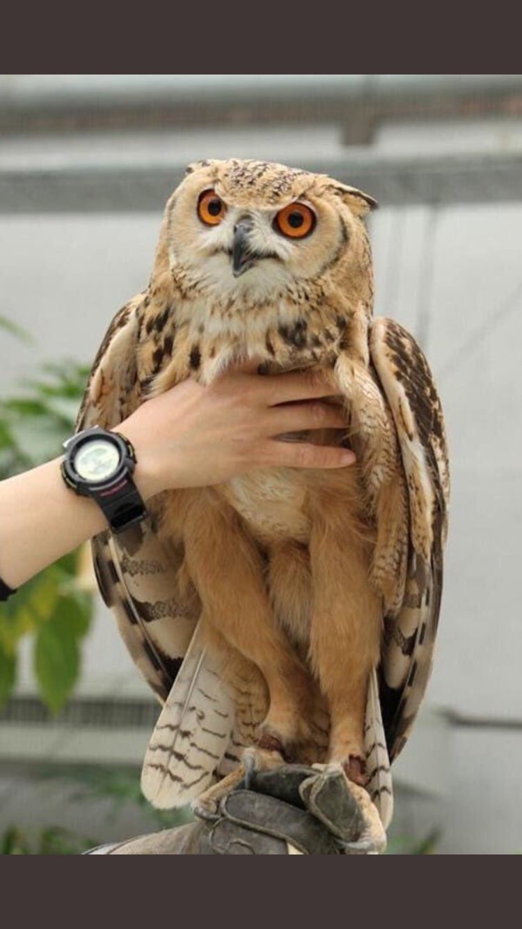 Sooz Kempner On Twitter In Every Picture Showing Owl Legs The