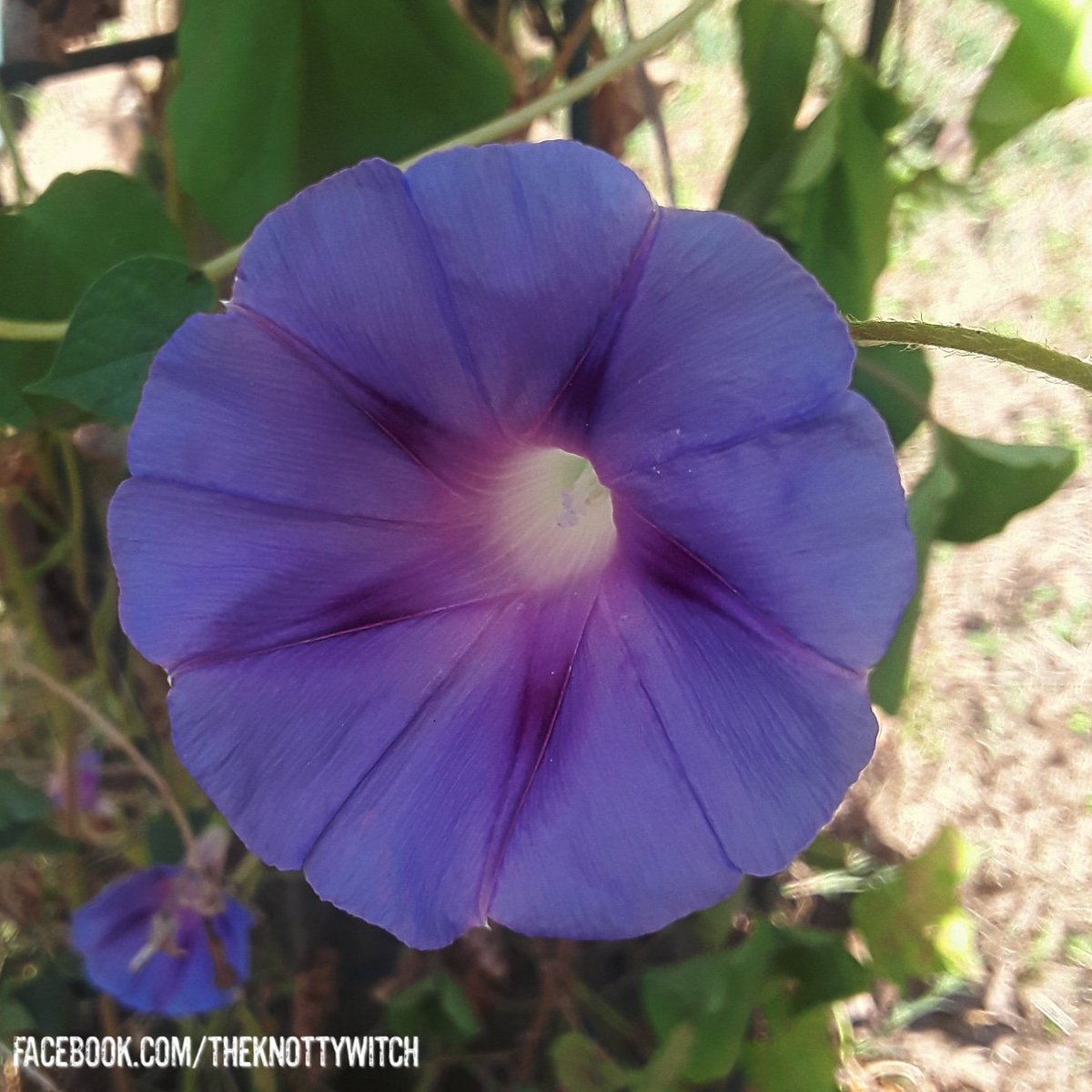 Mornin' glory 😁 Have a wonderfully magical day, y'all. Enjoy some more flower therapy from my garden #MorningGlories #flowerpower #flowertherapy #gardenmagic