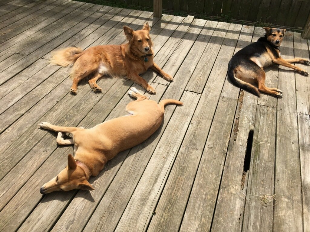 delta_d_b's tweet photo. "The Dog Days of Summer" are here, so we decided to feature some of the trusty #deltadb dogs. These pups are key team members, even if their carpentry skills are more advanced in terms of gnawing than sawing. Ft: Huckleberry, Bonsai, Leni, Lola, Augie, &amp; Grek https://t.co/ZVrK6IAOQl