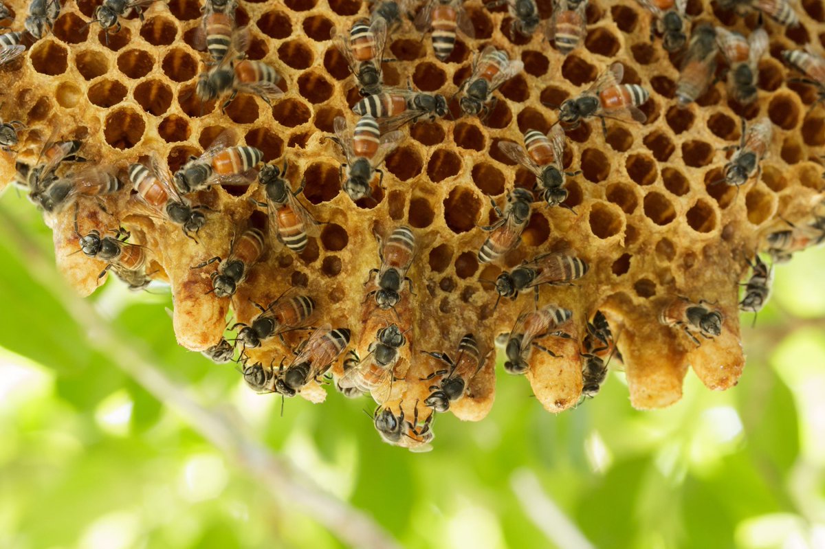 Did you know that #honeybees are responsible for at least 1/3 of the food we eat? About 30% of the world's crops and 90% of all plants require cross-pollination to spread and thrive. Conservation of the bees is critical to maintaining our food supply. #nationalhoneybeeday #bees