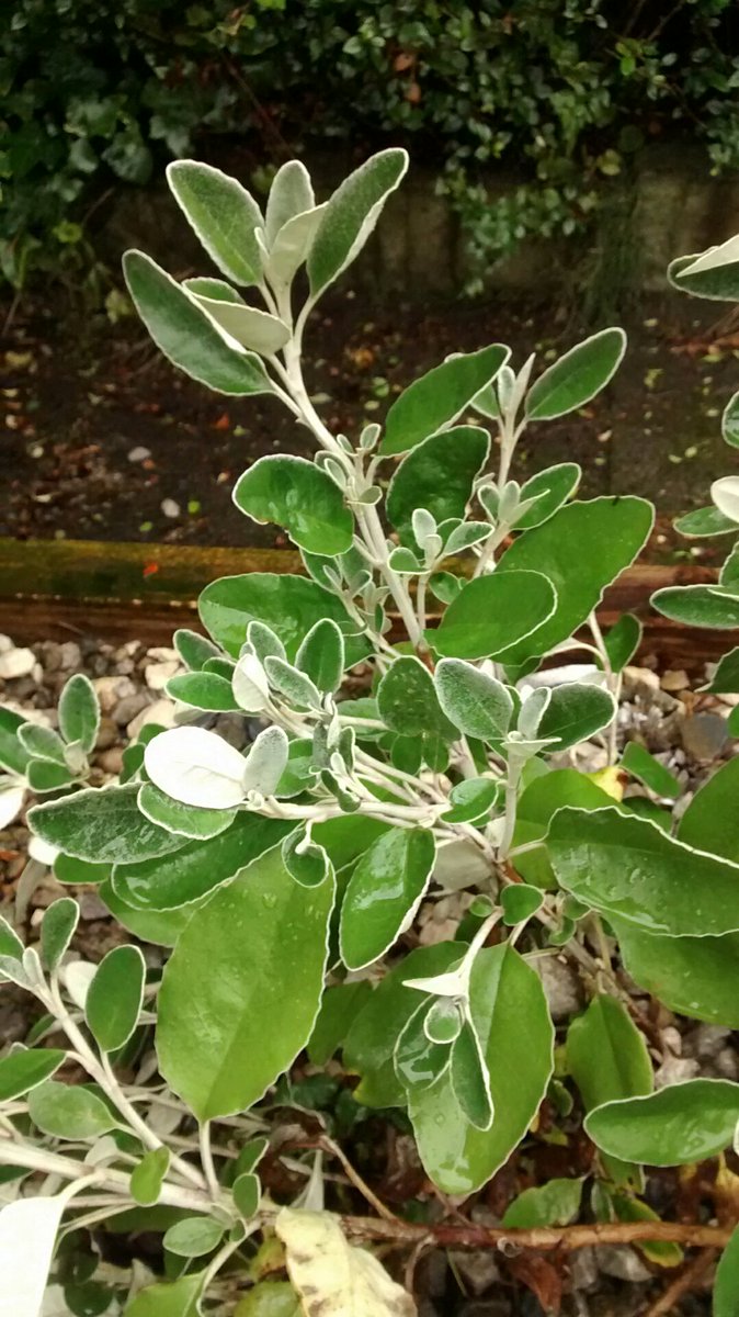 SammyForlan's tweet photo. @Snaplants hi folks, can you identify this Shrub please? https://t.co/M4KIBqfJHo