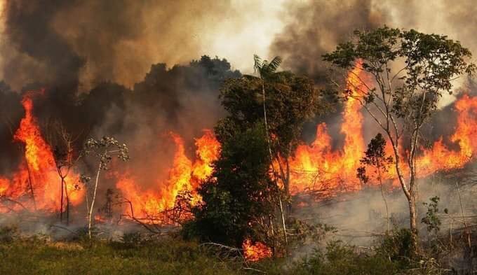 jolive104's tweet photo. #AmazonSaveTheAmazon 🖤���😢
#PrayForTheAmazon animals are dying and they have no voice 😔 https://t.co/cVmwkq5eom