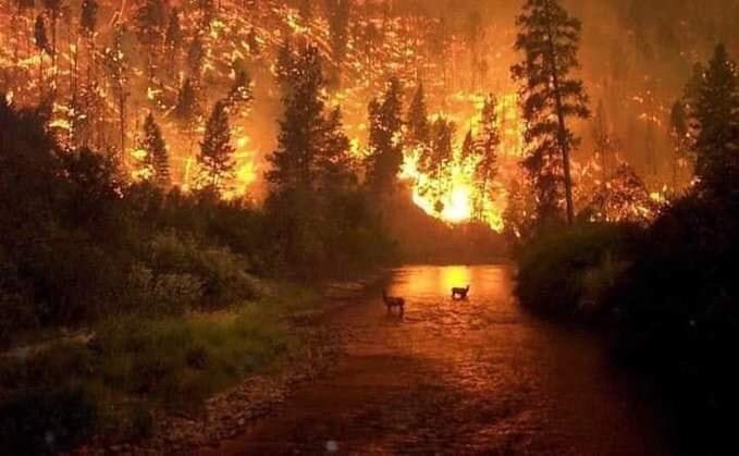 jolive104's tweet photo. #AmazonSaveTheAmazon 🖤���😢
#PrayForTheAmazon animals are dying and they have no voice 😔 https://t.co/cVmwkq5eom