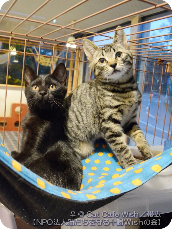 広瀬 鷹也 Catcafewish タルトちゃんの舌しまい忘れ率の高さ 出入口で佇んでいる事が多い おやつまだ なビス子ちゃん おもちゃまだ なにくまんちゃん ろくよん君もめんこい顔するよ 8 13 火 タルト ビス子 にくまん ろくよん 撮影 猫 広瀬 鷹也 Catcafewish タルトちゃんの舌しまい忘れ率の高さ 出入口で佇んでいる事が多い おやつまだ なビス子ちゃん おもちゃまだ なにくまんちゃん ろくよん君もめんこい顔するよ 8 13 火 タルト ビス子 にくまん ろくよん 撮影 猫
