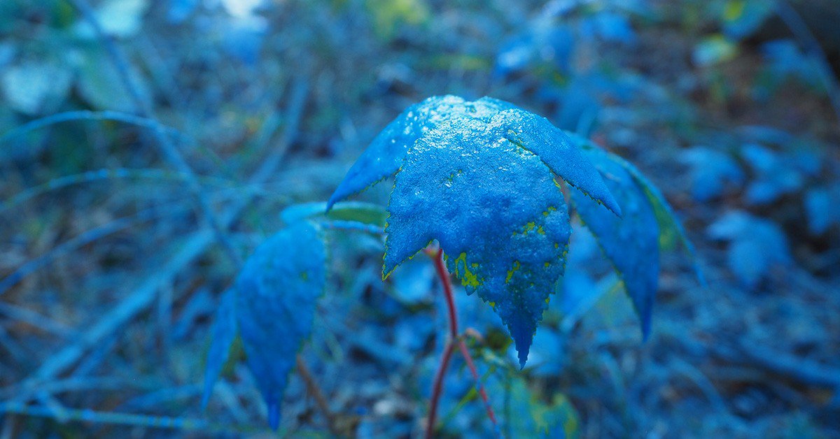 FireIce911 tweet picture