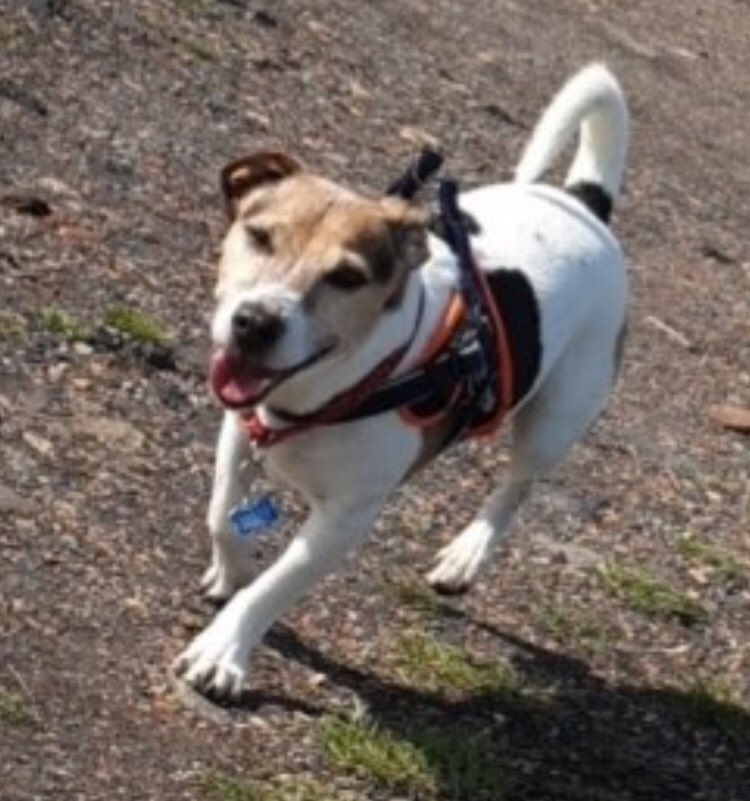 rosieDoc2's tweet photo. CHARLIE #JRT missing from #HolyCross estate #Wallsend / #Howdon area while staying with friend CHARLIE is from #HighFarm area in Wallsend #NE28
He’s friendly BUT doesn’t like BOXERS (the dog kind😱) please share #NewcastleUponTyne
🐾PLEASE LOCALS🐾
https://t.co/ocUoPpwbbV https://t.co/TbkazCJ001