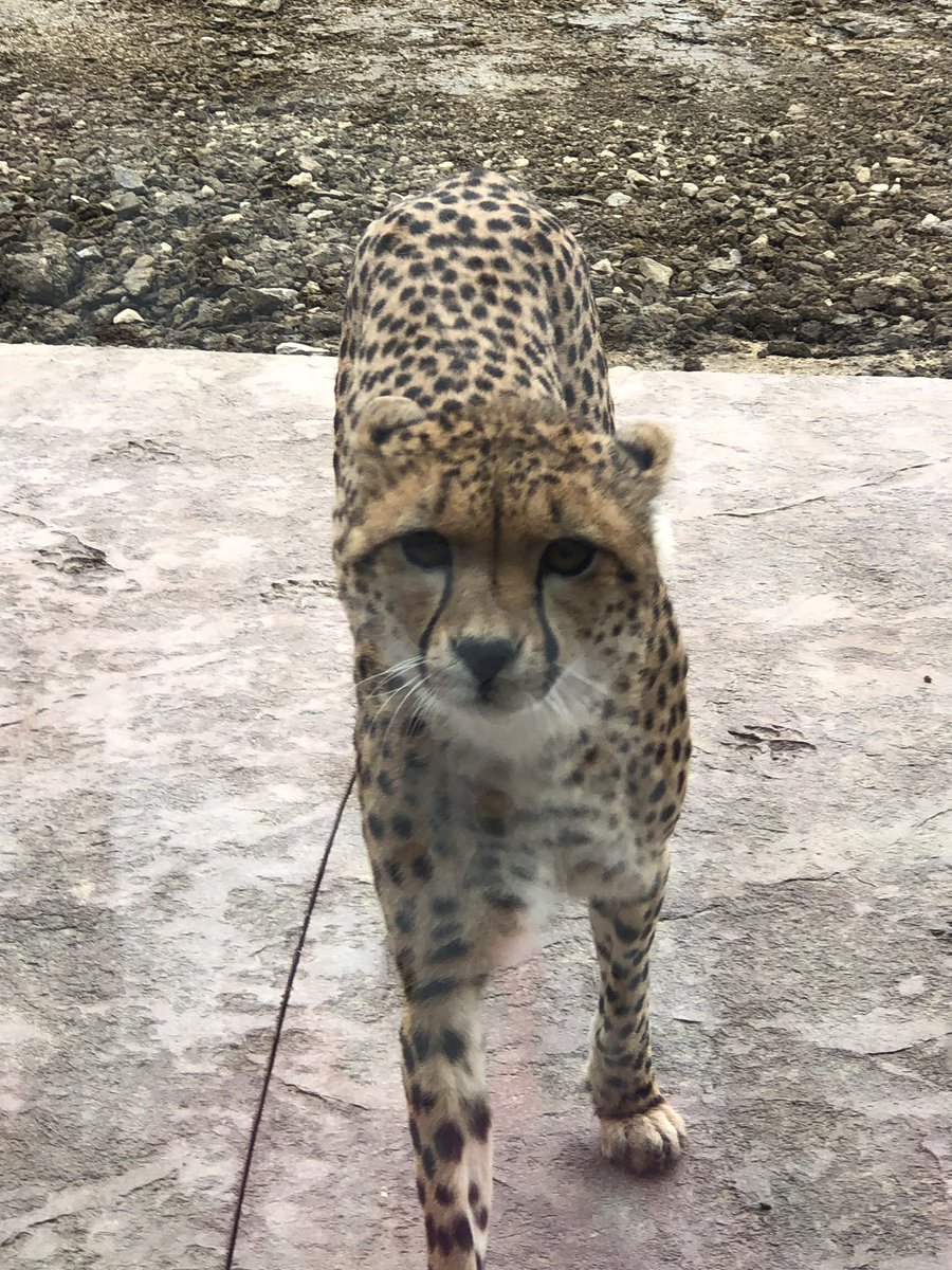 donna1282's tweet image. When a cheetah looks you straight in the eye! 🐆 @flamingolanduk #SoClose #NewestAddition