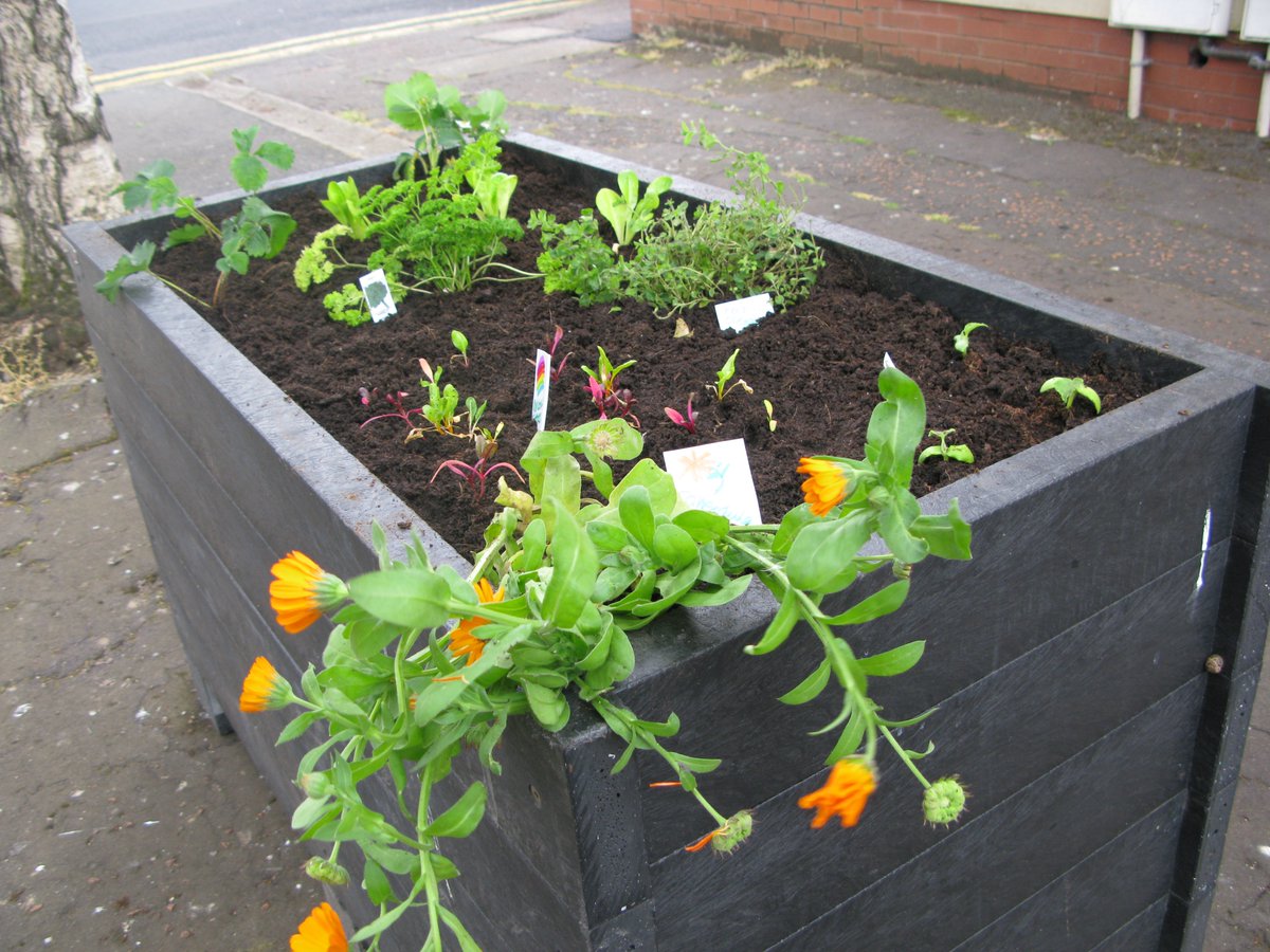 The lovely residents in Meadow Street are making full use of their planters. They've been growing strawberries, herbs, tomatoes, and their cucumbers are currently being pickled and distributed along the street! #lovehereyoulive #ediblecardiff