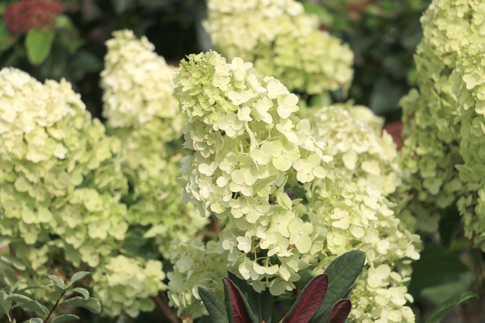 PottyPreston's tweet photo. These are the star of the show this August. Hydrangea paniculata. This is Silver Dollar but they are all gorgeous.

#PrestonBissettNurseries #pottypreston #leucanthmum  #flowers #hydrandea #perennials #bees #wildlife #cutflowers https://t.co/NKMlbcHfpd