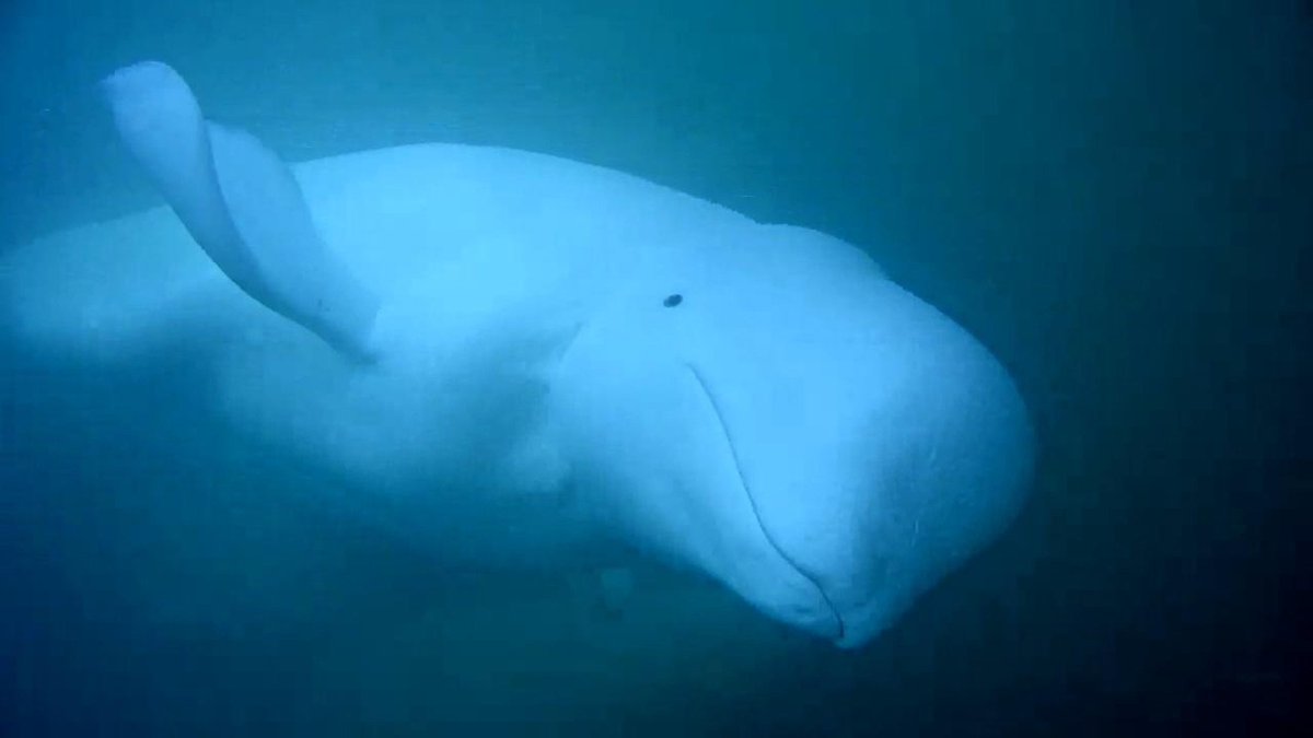 PolarBears's tweet photo. Experience the Subarctic through the eyes of a beluga whale: https://t.co/0DPUeDvghs https://t.co/hjKnF0tci4