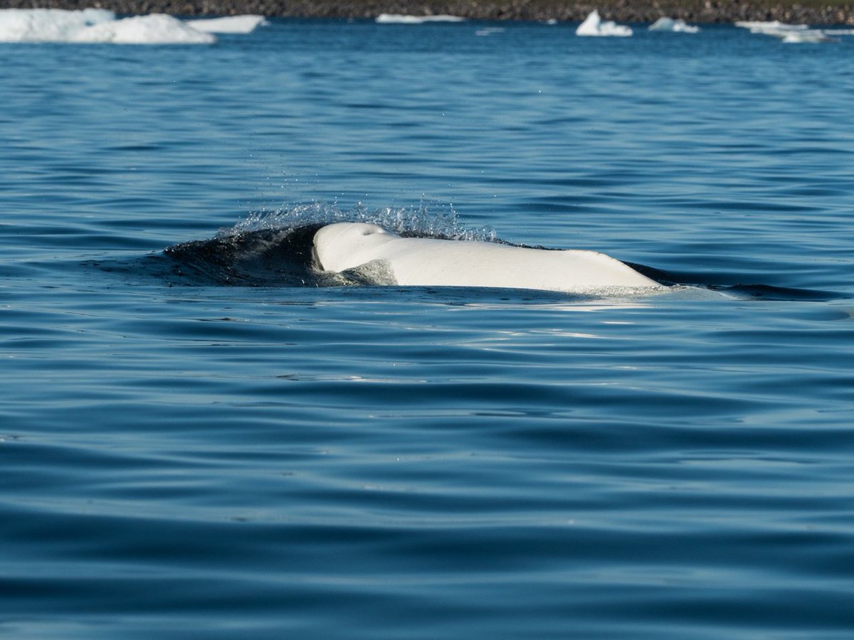 PolarBears's tweet photo. Experience the Subarctic through the eyes of a beluga whale: https://t.co/0DPUeDvghs https://t.co/hjKnF0tci4