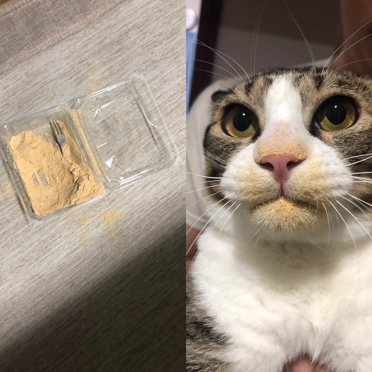 犯人誰だ！？バレバレな犯行が可愛すぎる！