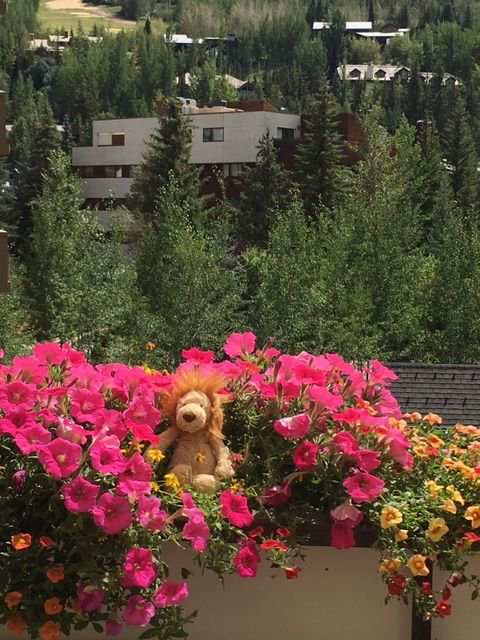 Bebop in Vail!
Did you know that Bebop is at every concert? Spot him at the concert and send us your pics!

#SpotBebop #1000Hands #1000HandsTour #JonAnderson