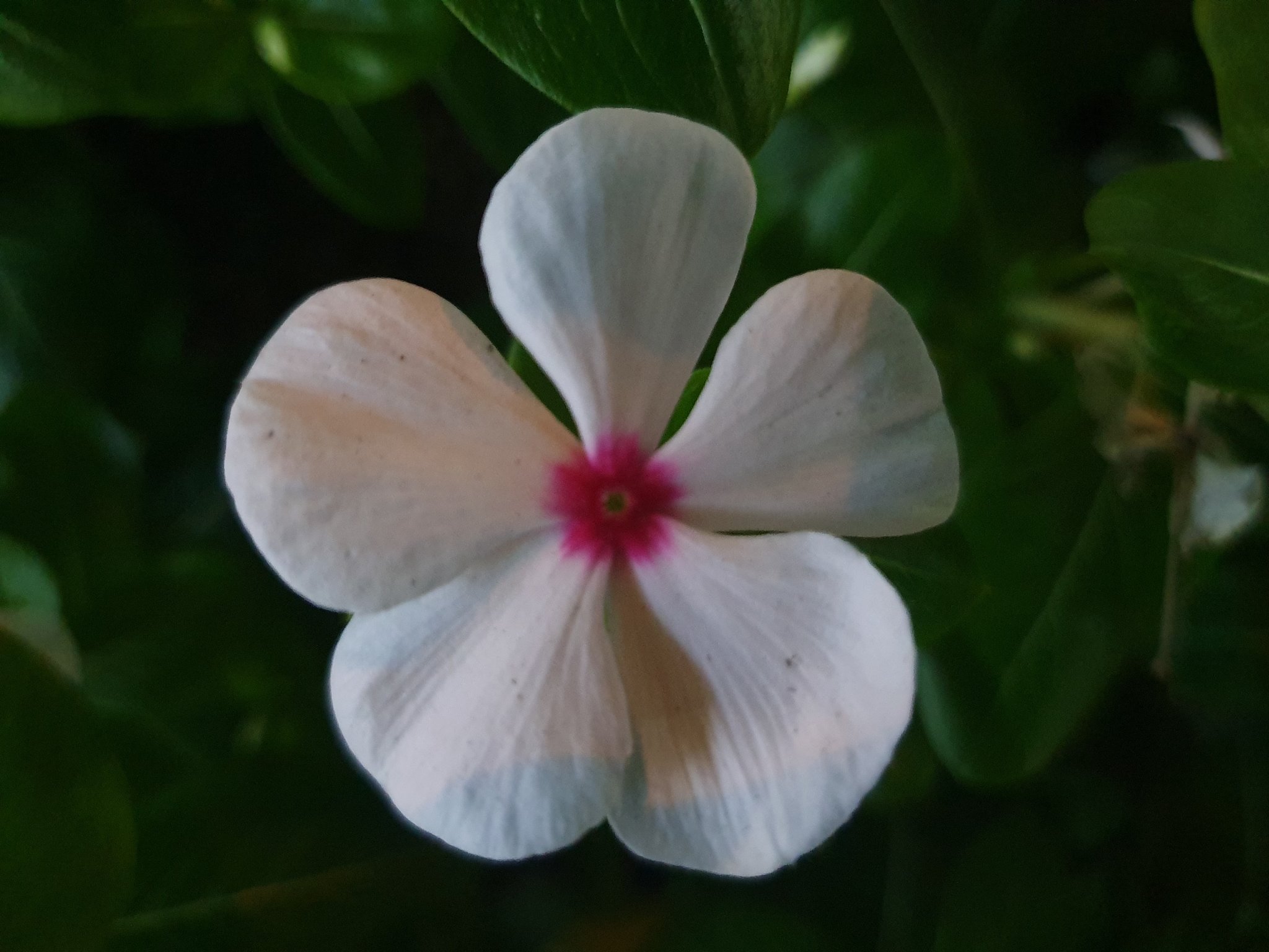 花语 Twitter Search Twitter