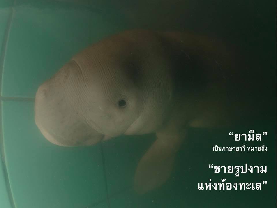 G_D_G_errard's tweet photo. ต้าวเด็กน้อยยามีลไปอยู่กะพี่มาเรียมนะลูก น้องอาจโชคร้ายที่กำพร้าและมีเวลาอยู่ในโลกไม่นาน แต่น้องทั้งสองทำให้คนจำนวนมากรู้จักและหันมาสนใ��พะยูนมากขึ้นนะ 😭😭😭 #มาเรียม #ยามีล https://t.co/aoPNbr6ghR