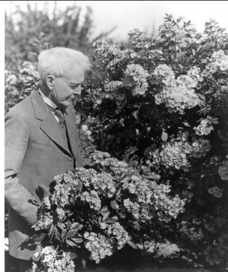 LeafWorksDNA's tweet photo. #LeafWorks is located in #Sonomacounty, home of American botanist and agricultural pioneer Luther Burbank. Burbank introduced 800+ new varieties of plants - including varieties of fruits, vegetables, nuts, grains, and flowers. #scientistoftheweek #ThrowbackThursday https://t.co/iXGgKlLaIF