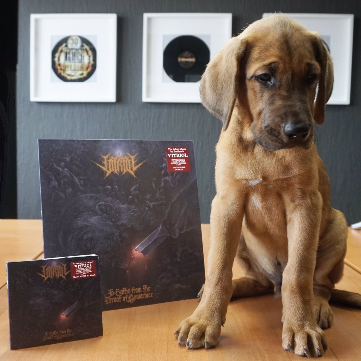 centurymediaeu's tweet photo. WOOF! Hudson can’t wait to bark from the Throat of Cowardice to #Vitriol‘s upcoming album!
...
Pre-Order their album “To Bathe from the Throat of Cowardice“ here:
🐾 https://t.co/iuq4LV3688
...
#HudsonsDogDiary #DeathDog #DeathMetalDog #Vitriol #DeathMetal https://t.co/ImWDQTc2PD
