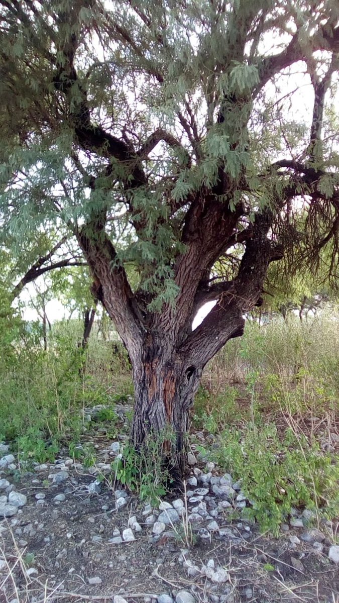 pinedapmx's tweet photo. Un noble producto local, Pilón de harina de mezquite, proteína y carbohidratos del árbol insignia, el hércules del semidesierto. https://t.co/1xzTcd7lq9