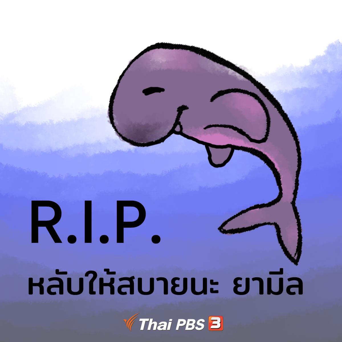 ThaiPBS's tweet photo. หลับให้สบายนะ #ยามีล #ThaiPBS https://t.co/QZsLCbkxre