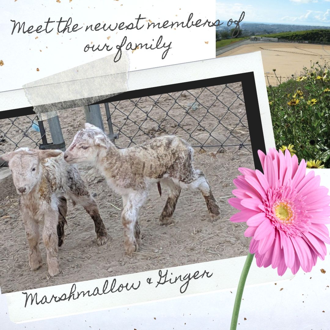 southcoastwater's tweet image. Our amazing family here at SCWD includes our furry ones! Meet our newest arrivals (born yesterday) Marshmallow and Ginger!  They join the other sheep and llamas at taking care of the beautiful hillside in our San Clemente location! #MeetGinger&amp;amp;Marshmallow