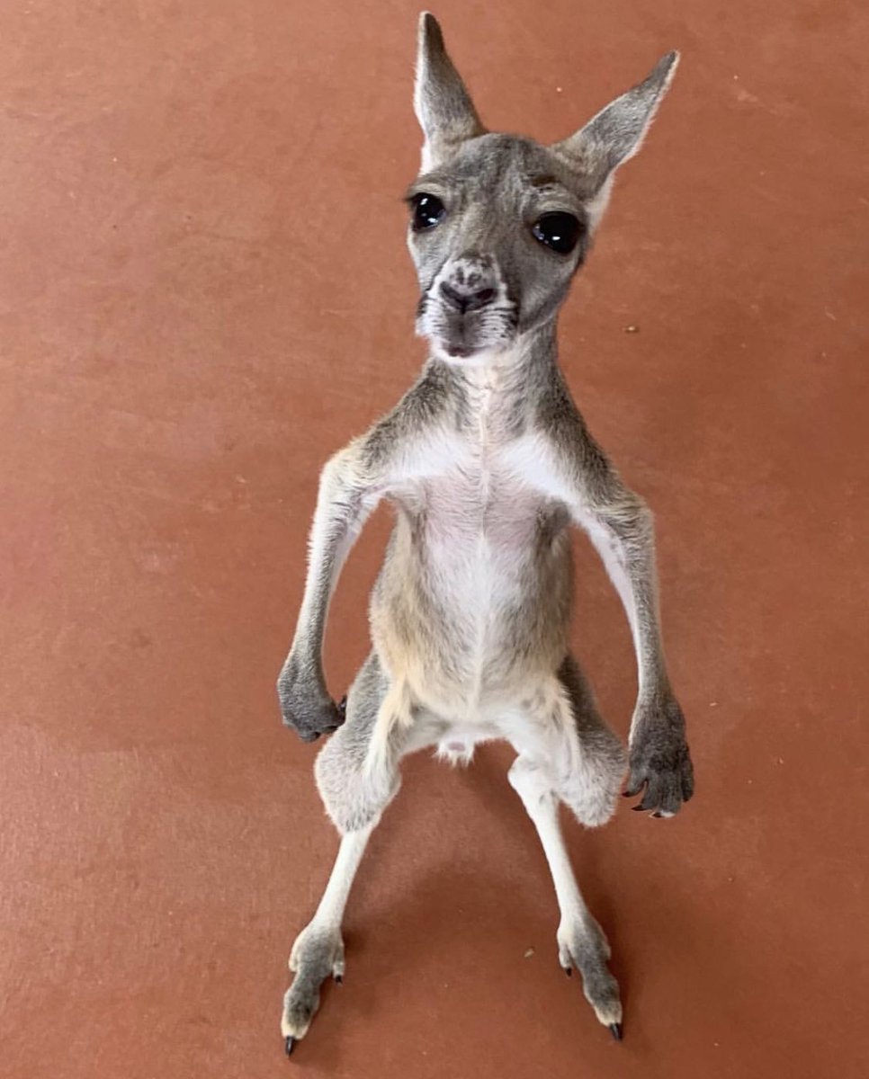 canngaroo's tweet photo. Baby Sacha 😍
• ⠀⠀⠀⠀⠀⠀⠀⠀⠀
#cannabis #cannabiscommunity #instagood #weed #marijuana #high #stoned #herb #fun #stoner #pink #onelove #peace #kush  #thc #cbd #vape #edibles #canngaroo #leaf #herb #legalizeit #pot #medicinal #medical⠀ https://t.co/xarxJHpugw