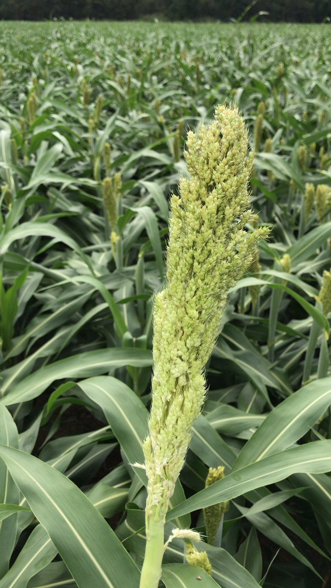 S. IL Technology Development; Bayer Crop Science tweet media