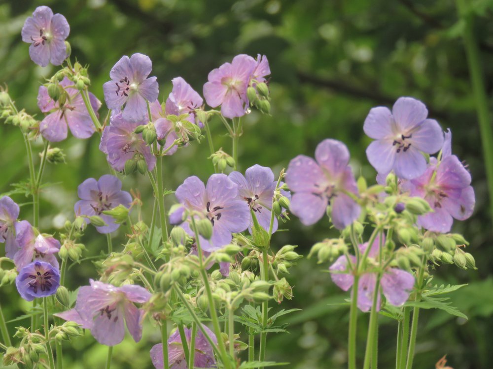 biosemiotic medicine healing in the world of