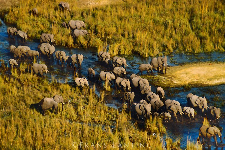 Committee I of #CITESCoP18 this afternoon voted against the proposal to transfer of African #elephant populations of Botswana, Namibia, South Africa &amp; Zimbabwe from Appendix II to Appendix I to prohibit all commercial trade, pending decision by Plenary bit.do/e5jNG